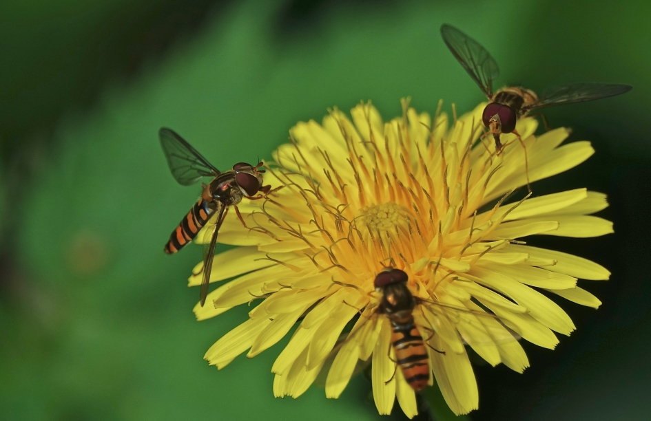 Snorzweefvliegen gek op de laatste paardebloemen - Geleedpotigen - Snorzweefvlieg