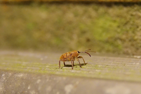 Snuitje onder de tuinlamp