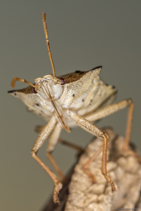 Snuitkeverschildwants (Arma custos)