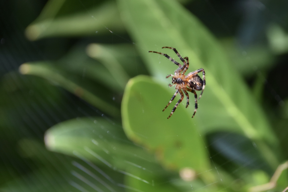 Spin druk met het maken van een web - Geleedpotigen - 