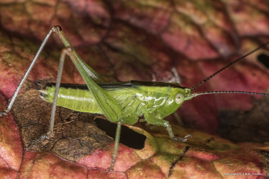 Spitskopje  (Conocephalus discolor) - Geleedpotigen - Spitskopje