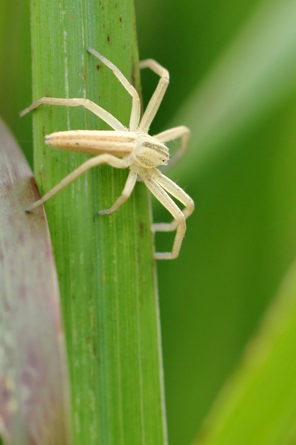 sprietspin - Geleedpotigen - sprietspin