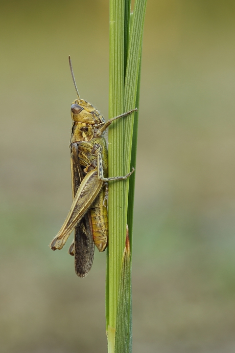 sprinkhaan uit biguttulus-groep