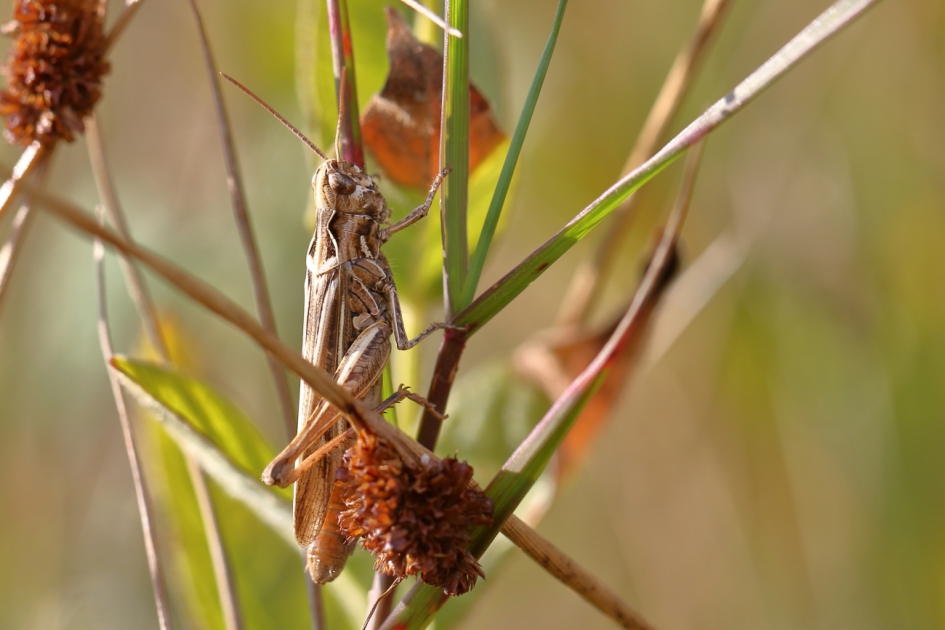 sprinkhaan uit biguttulus-groep - Geleedpotigen - biguttulus
