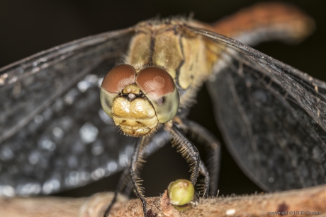 Steenrode heidelibel (Sympetrum vulgatum)