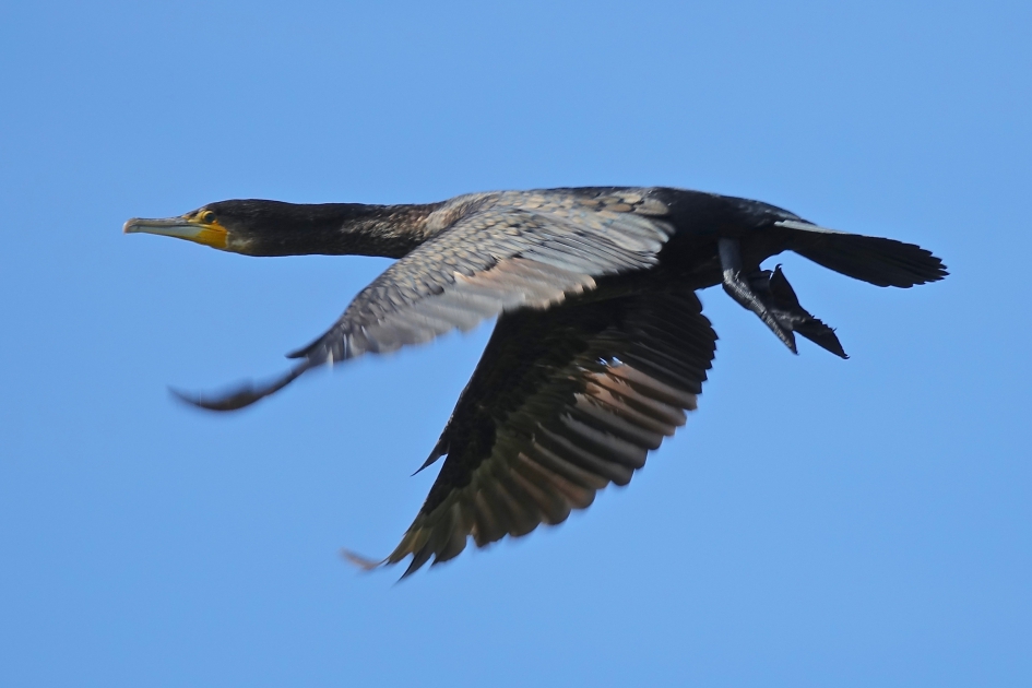 Take Off - Vogels - Aalscholver