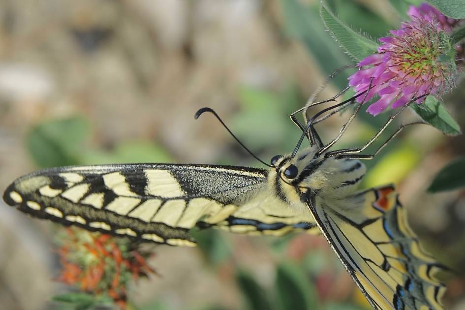 Te zwaar voor Rode Klaver - Geleedpotigen - Koninginnenpage
