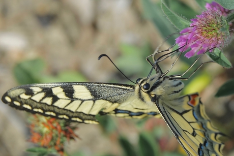 Te zwaar voor Rode Klaver