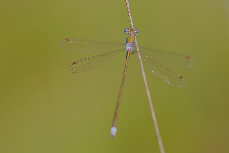 tengere pantserjuffer -m- - Geleedpotigen - tengere pantserjuffer