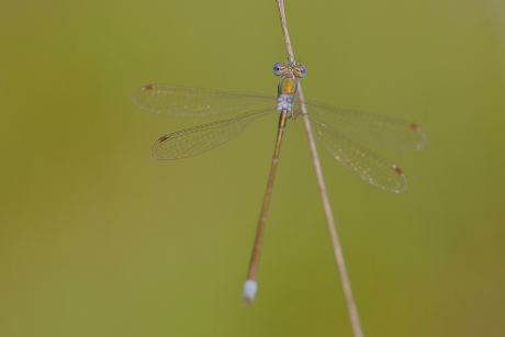 tengere pantserjuffer -m-