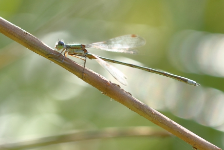 tengere pantserjuffer -m-