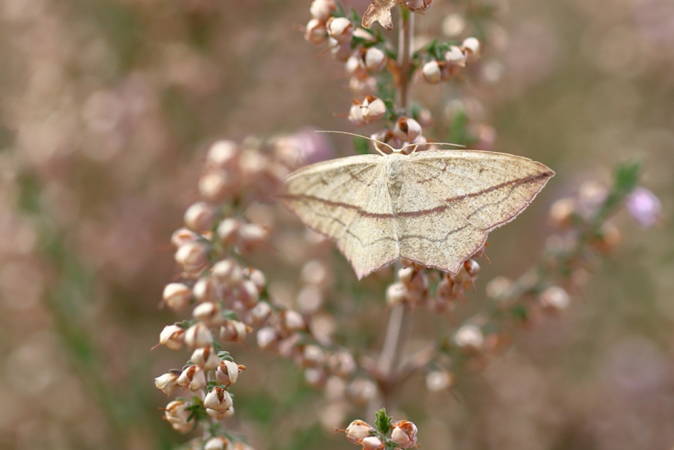 terugkerend paars - Geleedpotigen - lieveling