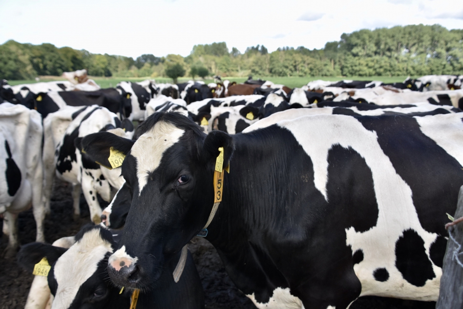 Tijd om te melken - Zoogdieren - 