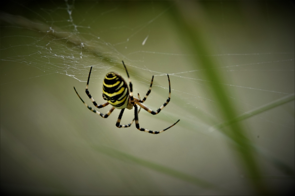 tijgerspin of wespenspin - Geleedpotigen - tijger of wespenspin