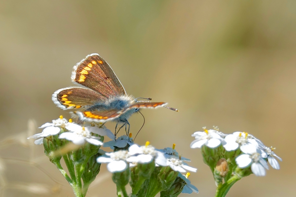 Tong van Bruin Blauwtje - Geleedpotigen - Bruin Blauwtje