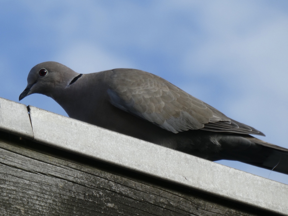 Tortel - Vogels - 