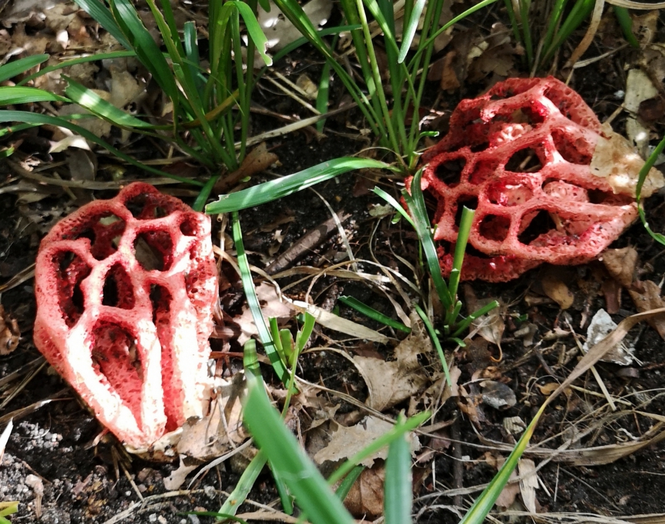 tralie stinkzwam - Schimmels - 