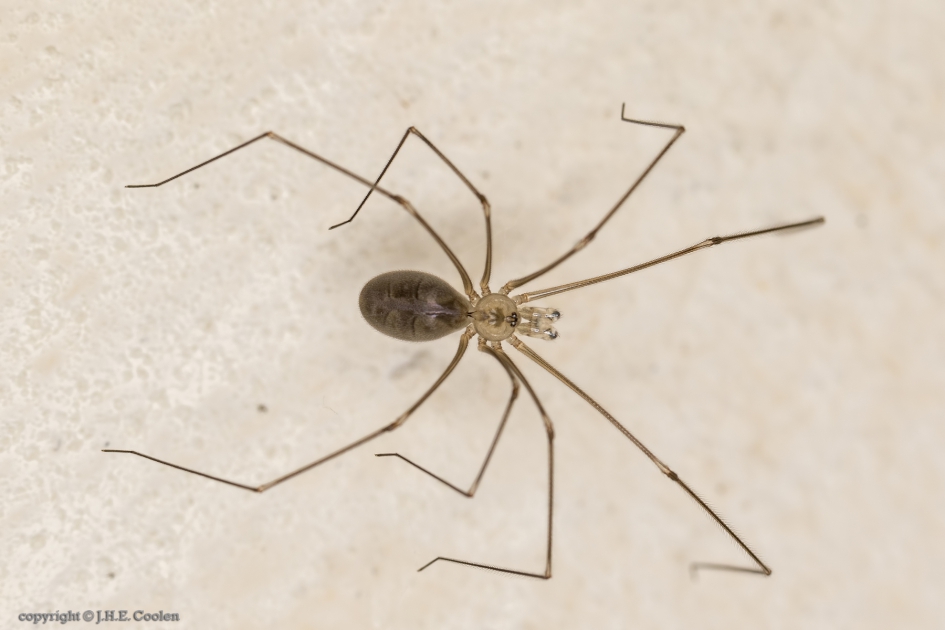 Trilspin ( Pholcidae) - Geleedpotigen - Trilspin