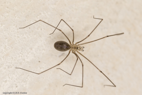 Trilspin ( Pholcidae)