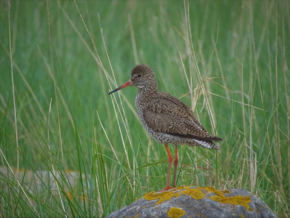tureluur - Vogels - tureluur