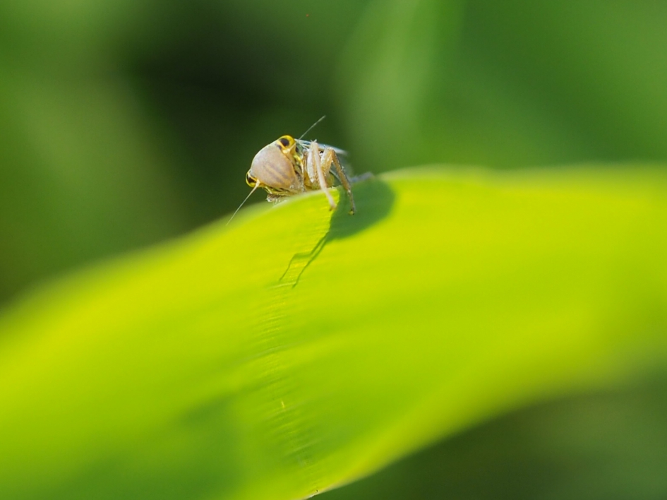 Twee oogjes - Geleedpotigen - Rietcicade