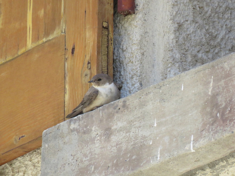 Vale rotszwaluw??? - Vogels - 