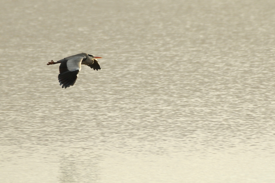 van West naar Oost - Vogels - blauwe reiger