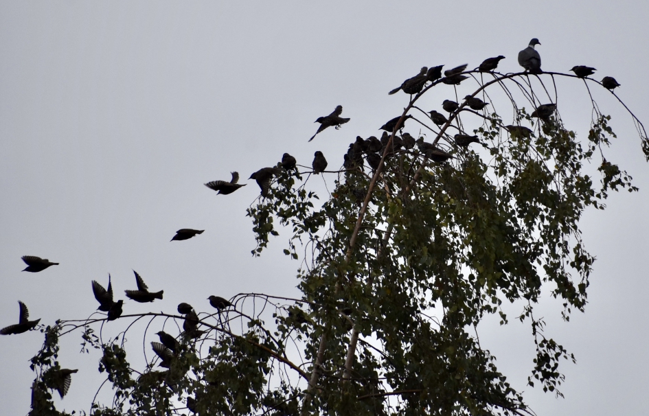 Veel spreeuwen - Vogels - 