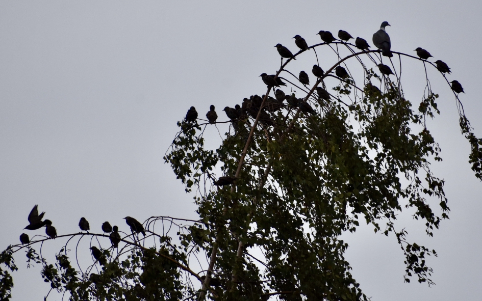 Veel spreeuwen in top! - Vogels - 