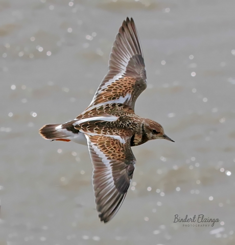 Veren maken de vogel!