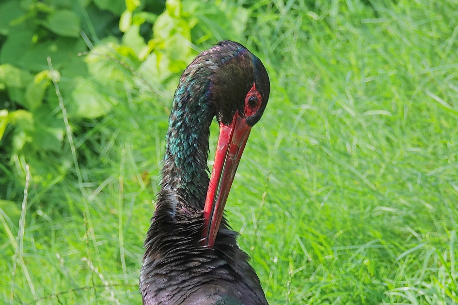 Verenkleed verzorging - Vogels - Zwarte Ooievaar