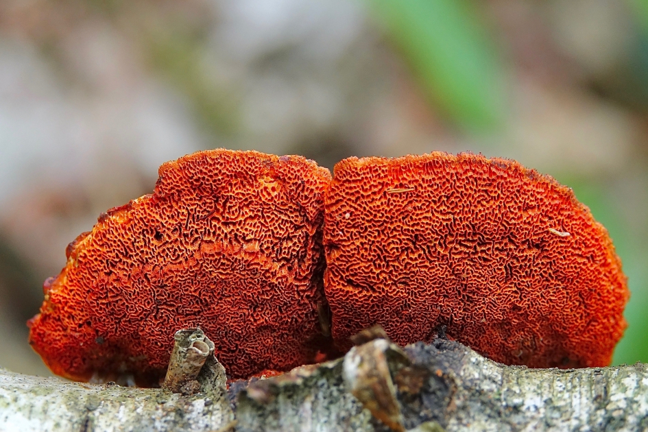 Vermiljoenhoutzwam - Schimmels - Vermiljoenhoutzwam