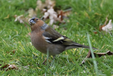 Vink