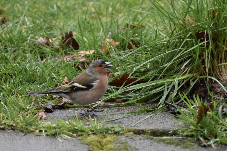 Vink - Vogels - 