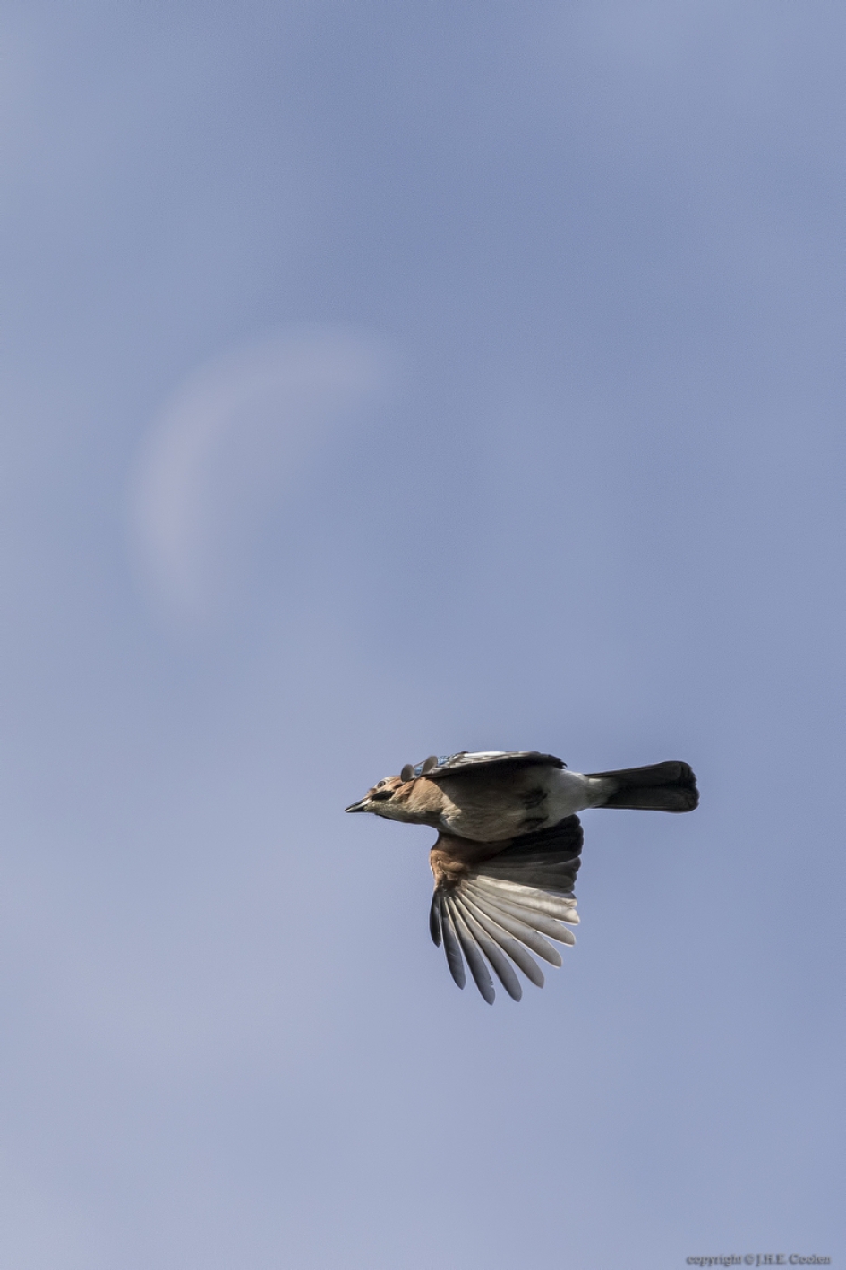 Vlaamse gaai (Garrulus glandarius) - Vogels - Vlaamse gaai