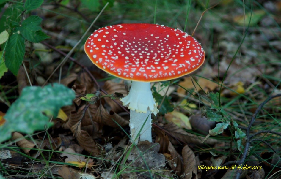 Vliegenzwam - Schimmels - Vliegenzwam