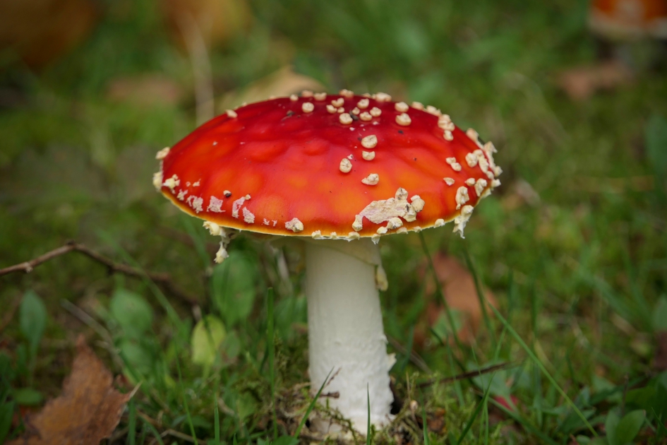 Vliegenzwam - Schimmels - Vliegenzwam