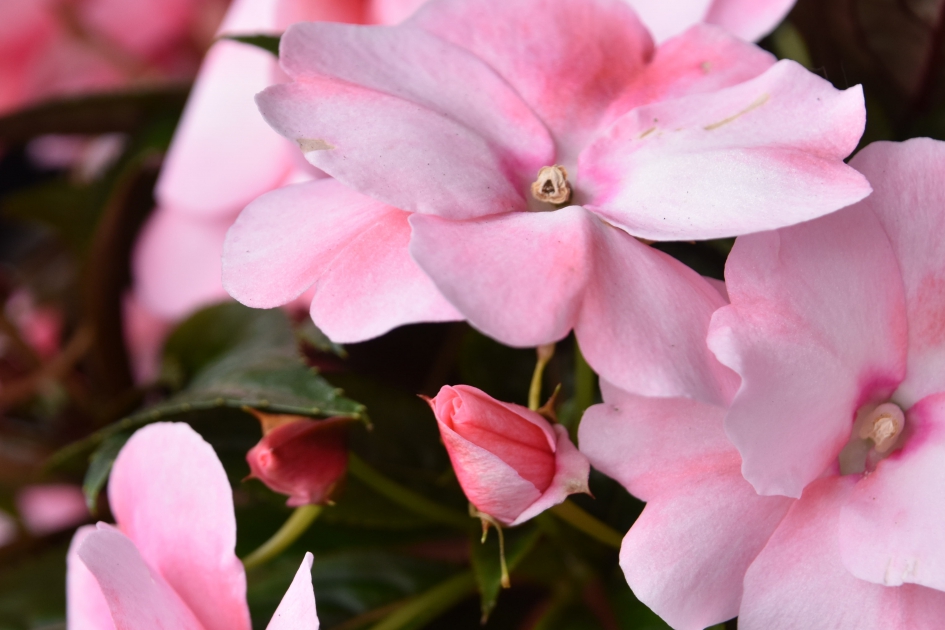 Vlijtig liesje - Planten - 