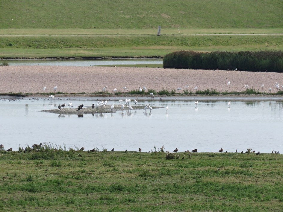 Vogelgebied - Vogels - Lepelaar