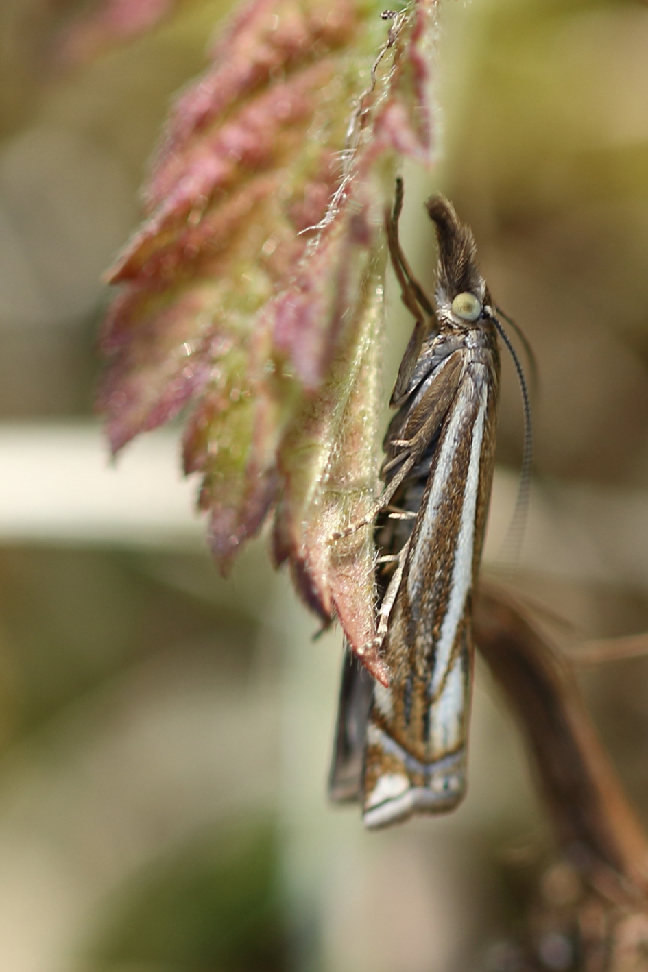 vroege grasmot - Geleedpotigen - vroege grasmot