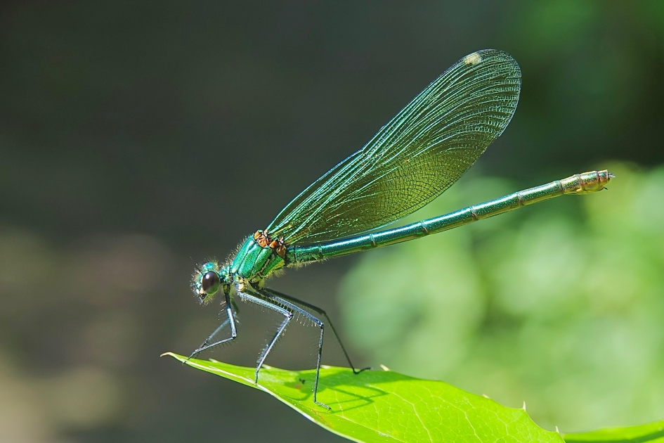Vrouwtje in de tuin - Geleedpotigen - Weidebeekjuffer