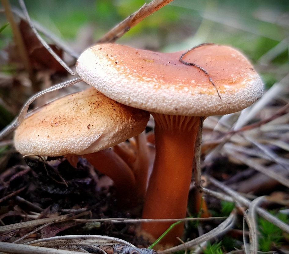 Vurige liefde - Schimmels - Paddenstoel