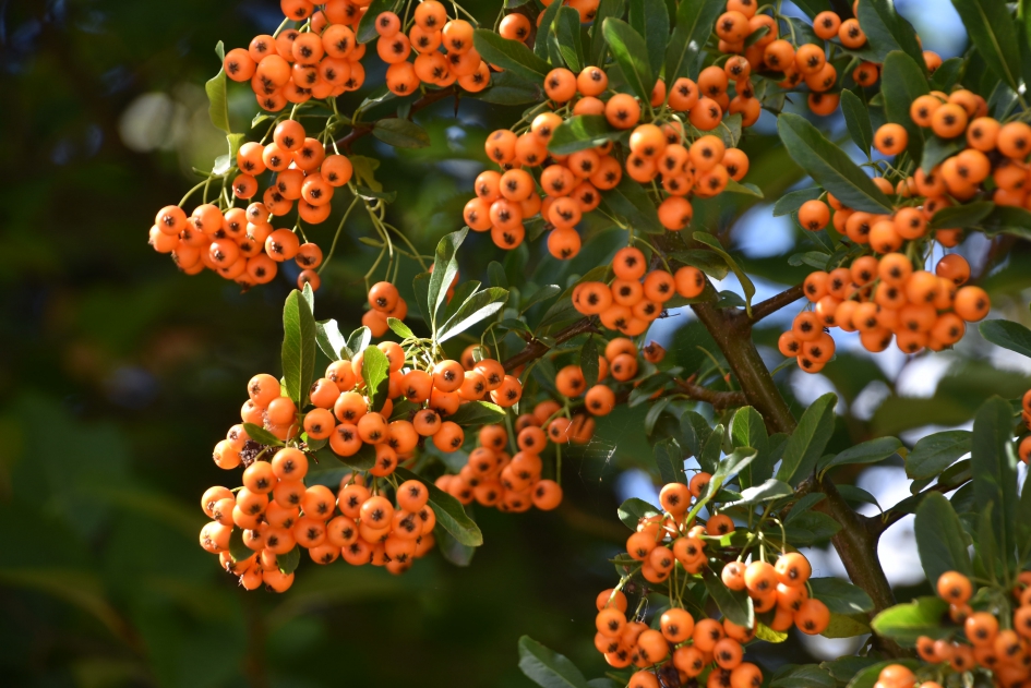 Vuurdoorn - Planten - 