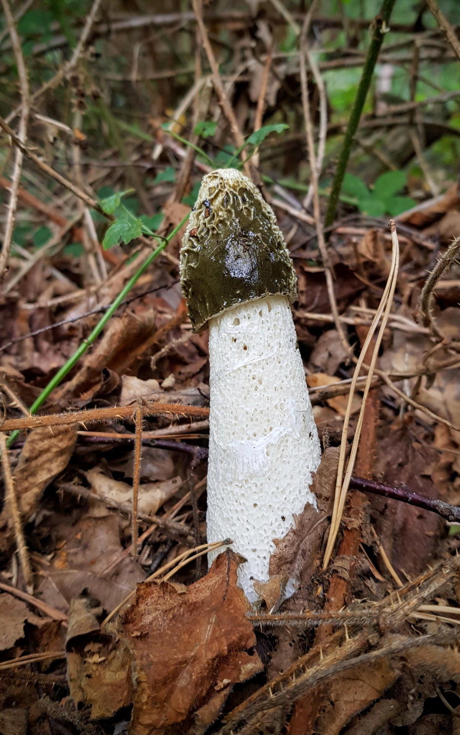 "Vuurtoren" - Schimmels - Grote stinkzwam