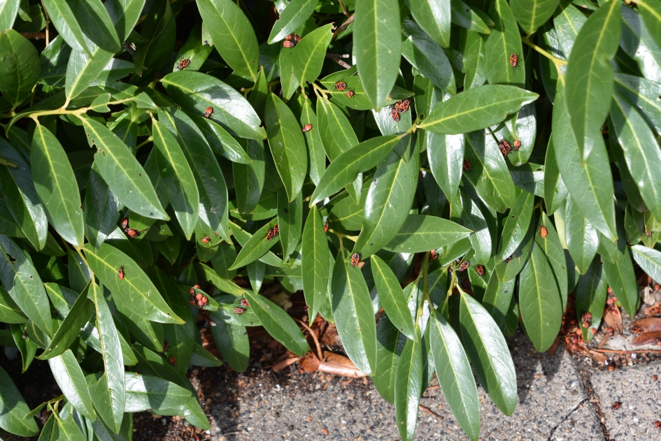 Waar je kijkt vuurwantsen - Geleedpotigen - 