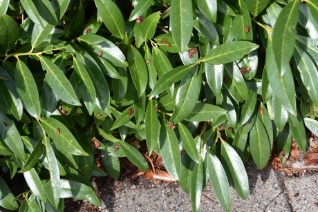 Waar je kijkt vuurwantsen