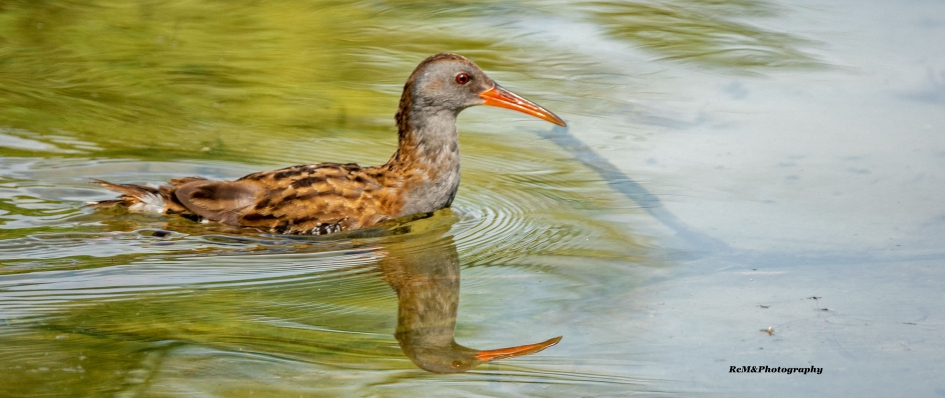 Waterral. - Vogels - Waterral.