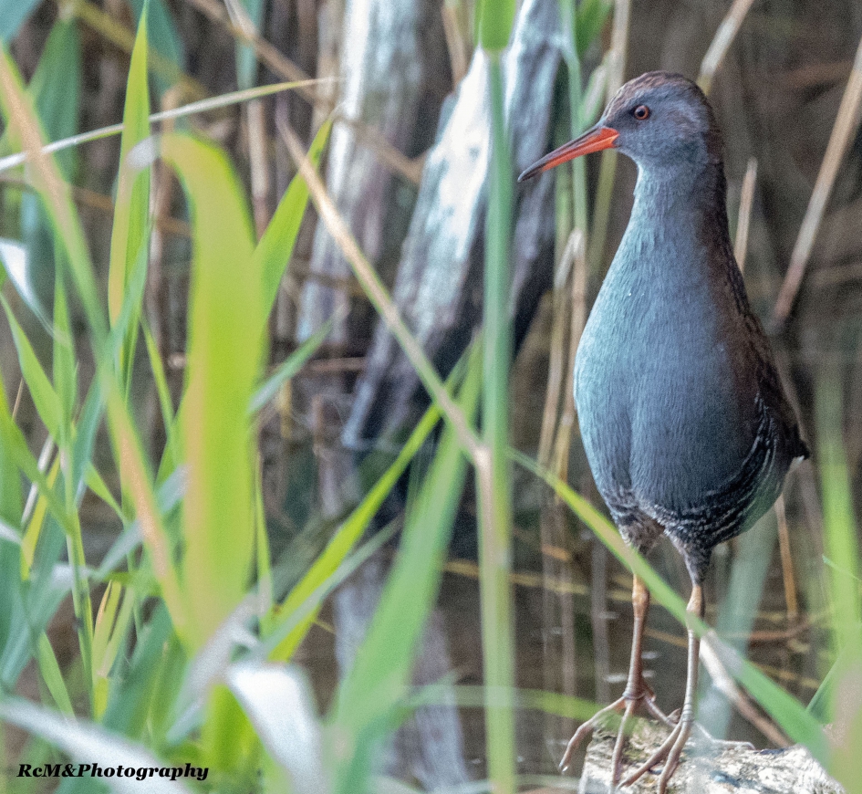 Waterral. - Vogels - Waterral.