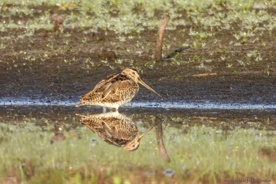 Watersnip (Gallinago gallinago) - Vogels - Watersnip