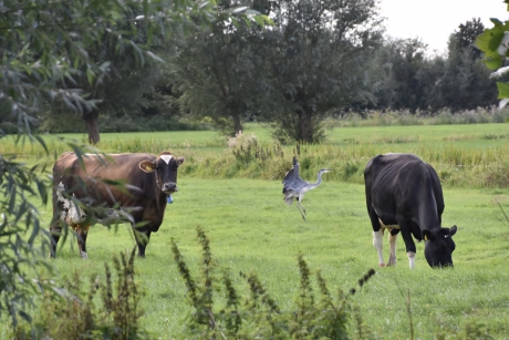 “dansende” blauwe reiger...